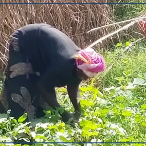 Ziguinchor : le maraîchage et la transformation des produits locaux, des piliers majeurs pour l'autonomisation socio-économique des femmes