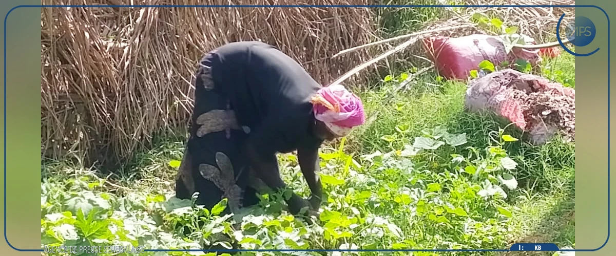Ziguinchor : le maraîchage et la transformation des produits locaux, leviers pour l'autonomisation des femmes
