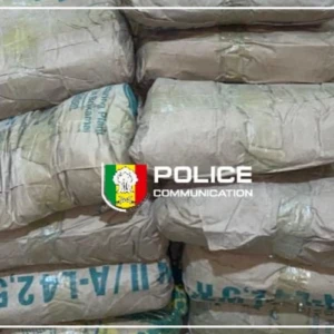 Guinguinéo : 25 kg de chanvre indien saisis par la Police, un individu interpellé