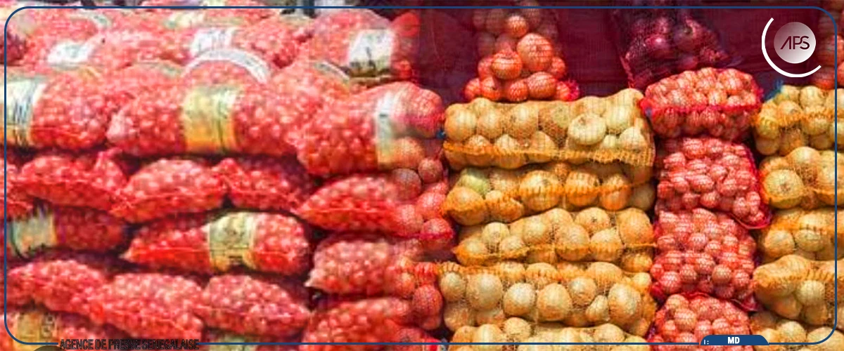 Oignon et pomme de terre, une filière plombée par des contraintes structurelles, malgré des records de production