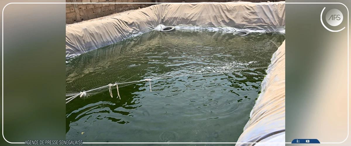 Mamadou Hawa Ba, une étudiante passionnée de pisciculture à la conquête du marché local de Tambacounda