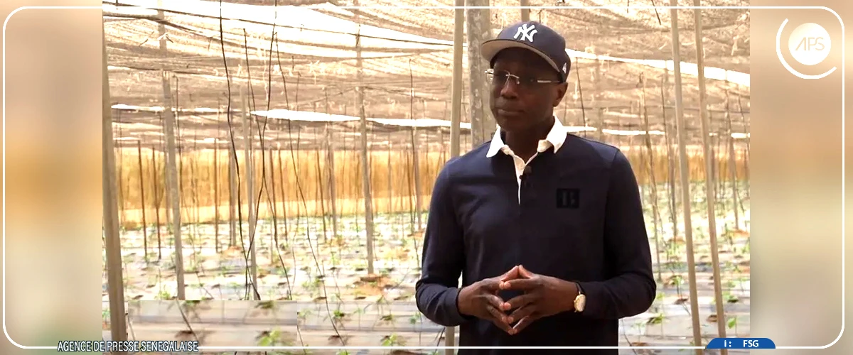 Pommes de terre : l’Etat va motiver la recherche pour couvrir les besoins du pays en semences certifiées (ministre)