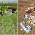 Bakel: les producteurs de riz confrontés à des difficultés dans l'accès aux financements