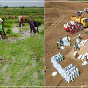 Bakel: les producteurs de riz confrontés à des difficultés dans l'accès aux financements