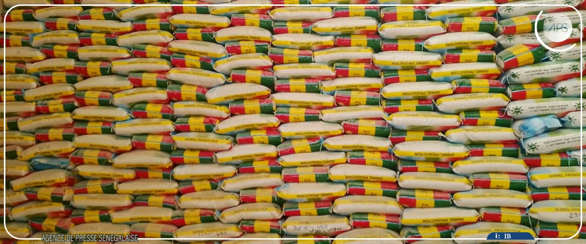 Circulaire du PM sur le riz local : l’interprofession salue “une avancée majeure pour la promotion de la production nationale”