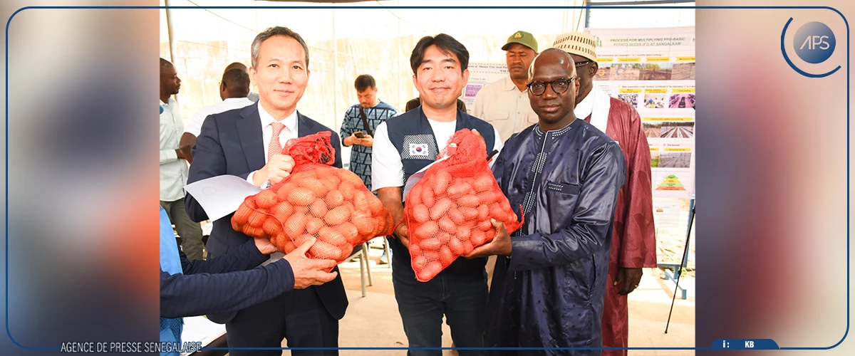 Pommes de terre : l'Etat va motiver la recherche pour couvrir les besoins du pays en semences certifiées (ministre)