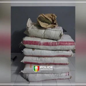 Une saisie de 80 kilos de chanvre indien à Sédhiou
