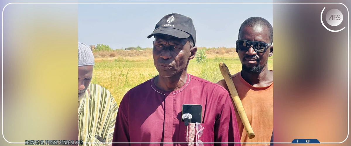 Riz : à Bakel, la SAED salue la hausse des surfaces cultivées pour la contre-saison