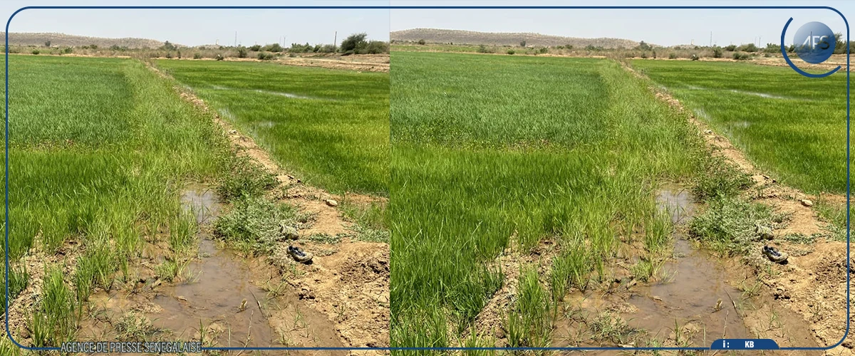 Riz : à Bakel, la SAED salue la hausse des surfaces cultivées pour la contre-saison