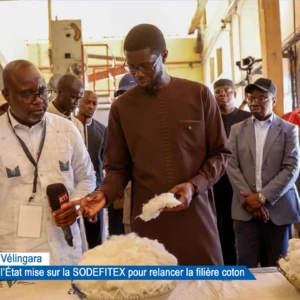 Vélingara : le Chef de l'État mise sur la SODEFITEX pour relancer la filière coton 