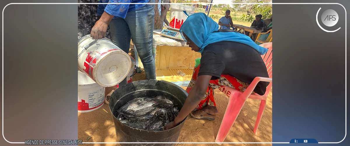 Podor : les activités agricoles et piscicoles offrent de réelles opportunités économiques, selon un acteur