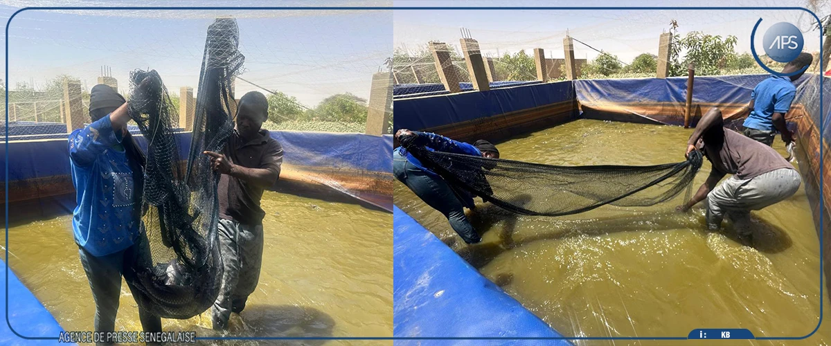 Podor : les activités agricoles et piscicoles offrent de réelles opportunités économiques, selon un acteur