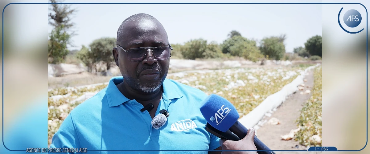 Des rendements ''assez satisfaisants'' dans les fermes ANIDA de Nguéniène et Séssène (responsable)