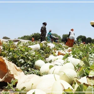 Des rendements ''assez satisfaisants'' dans les fermes ANIDA de Nguéniène et Séssène (responsable)