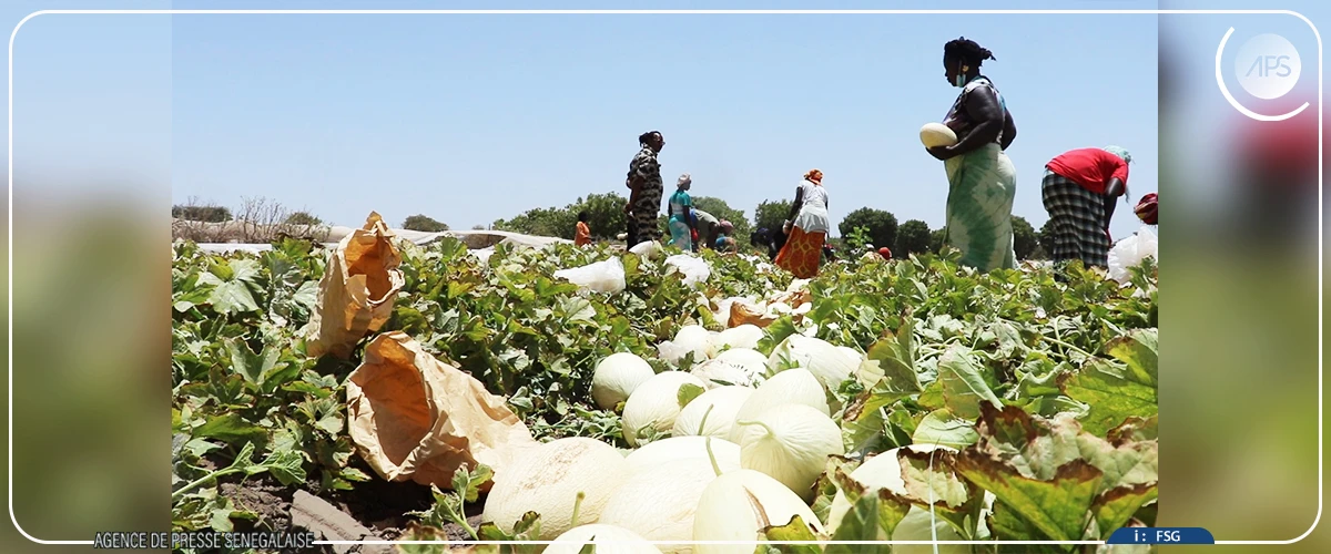 Des rendements ”assez satisfaisants” dans les fermes ANIDA de Nguéniène et Séssène (responsable)
