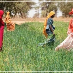 Les champs communautaires, des laboratoires à ciel ouvert d'une souveraineté alimentaire en chantier