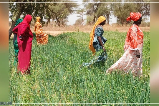 Les champs communautaires, des laboratoires à ciel ouvert d'une souveraineté alimentaire en chantier