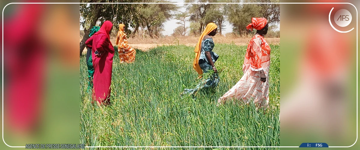 Les champs communautaires, des laboratoires à ciel ouvert d’une souveraineté alimentaire en chantier