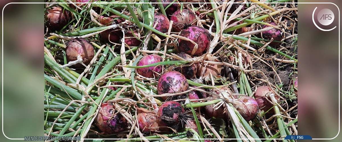 Des rendements ''assez satisfaisants'' dans les fermes ANIDA de Nguéniène et Séssène (responsable)