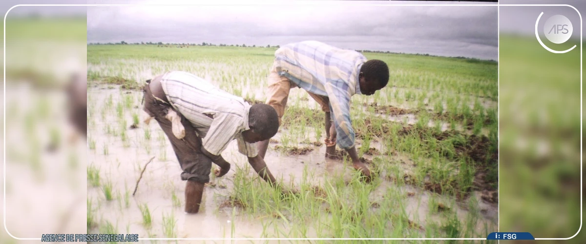 Le riz local peine à se vendre dans le sud du Sénégal, malgré le coup de pouce du gouvernement