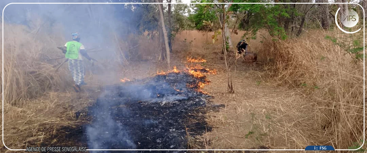 Réserve de Dindéfélo : les initiatives locales contre les feux de brousse amplifiées