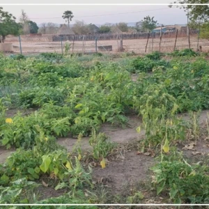 Le combat des femmes pour sauver la réserve et la cascade de Dindéfélo