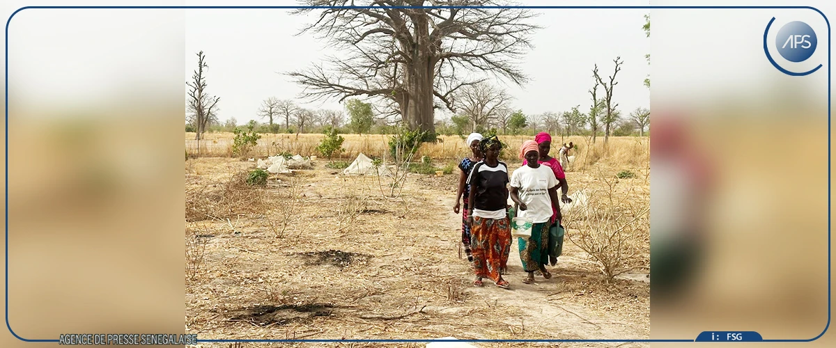 Goudiry : les femmes à la pointe des initiatives de régénération des forêts