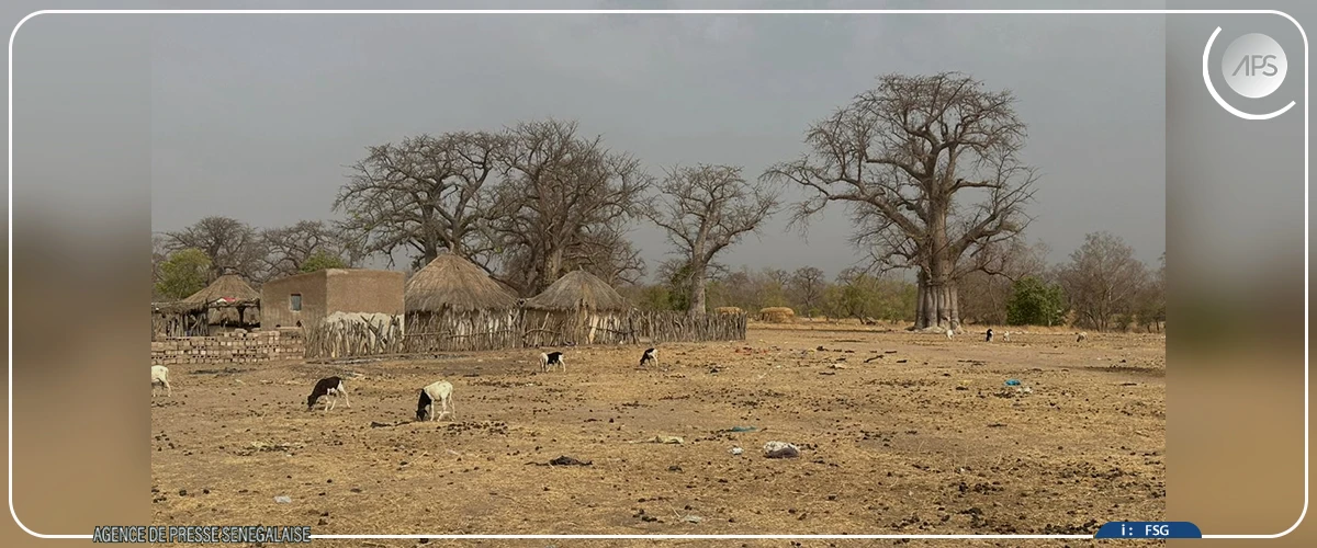 Goudiry : les femmes à la pointe des initiatives de régénération des forêts