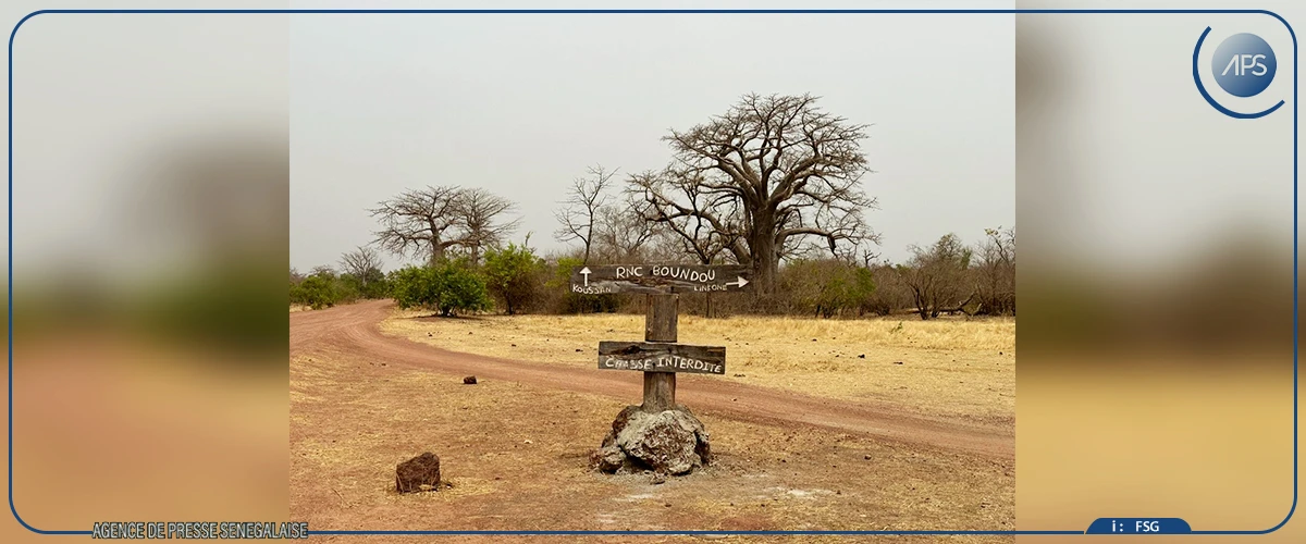 Goudiry : les femmes à la pointe des initiatives de régénération des forêts