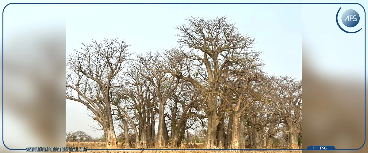 Goudiry : les femmes à la pointe des initiatives de régénération des forêts