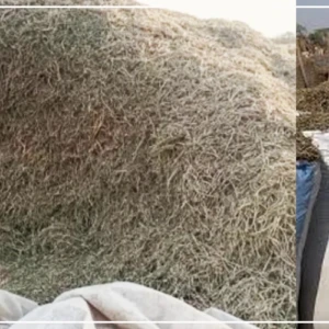 Tabaski 2026 : les besoins en moutons de la région de Diourbel évalués à 120 000 têtes