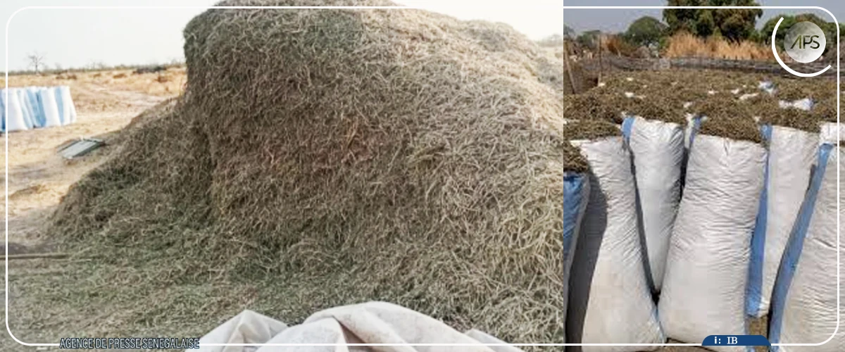 Tabaski 2026 : les besoins en moutons de la région de Diourbel évalués à 120 000 têtes