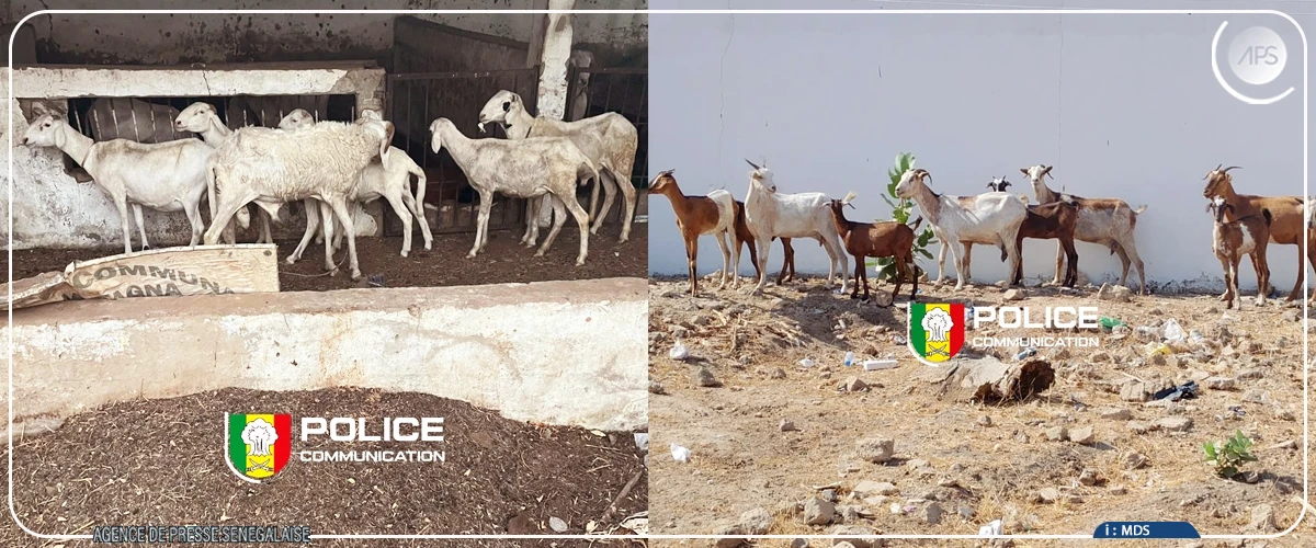 Vol de bétail à Kaolack : trois individus interpellés pour association de malfaiteurs