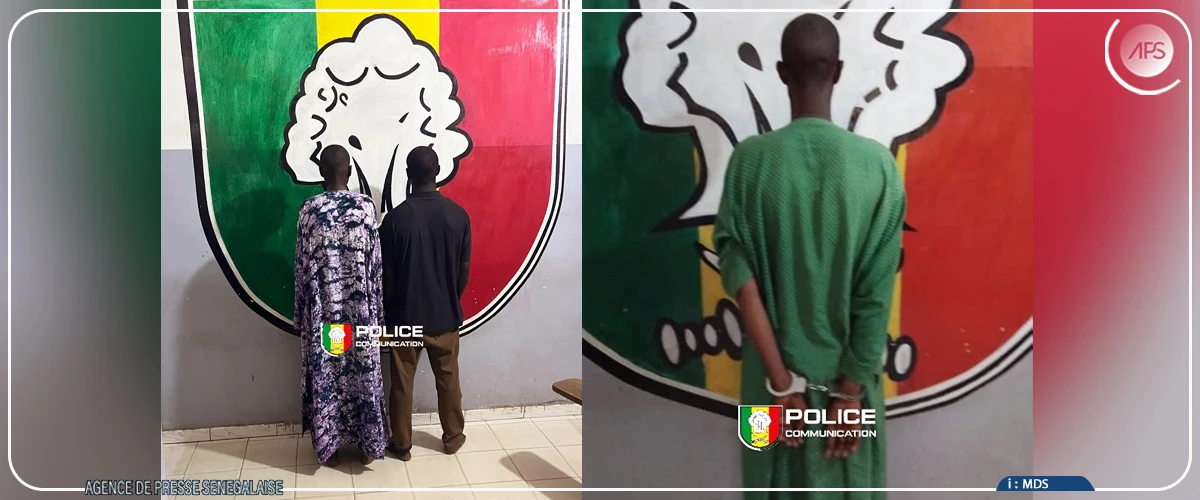 Vol de bétail à Kaolack : trois individus interpellés pour association de malfaiteurs