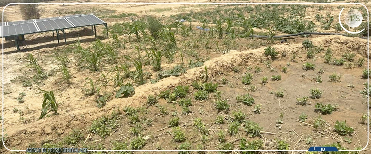 Bakel : la Banque mondiale salue l’impact de son projet de construction d’infrastructures