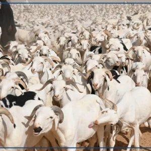 Kolda : vers un approvisionnement suffisant de la région en moutons pour la Tabaski