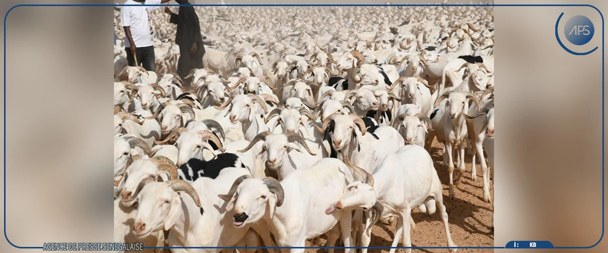 Kolda : vers un approvisionnement suffisant de la région en moutons pour la Tabaski