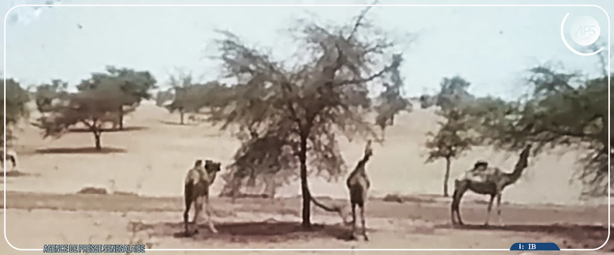 Boutoupa-Camaracounda : un film documentaire renouvelle le débat citoyen sur les feux de brousse et le surpâturage