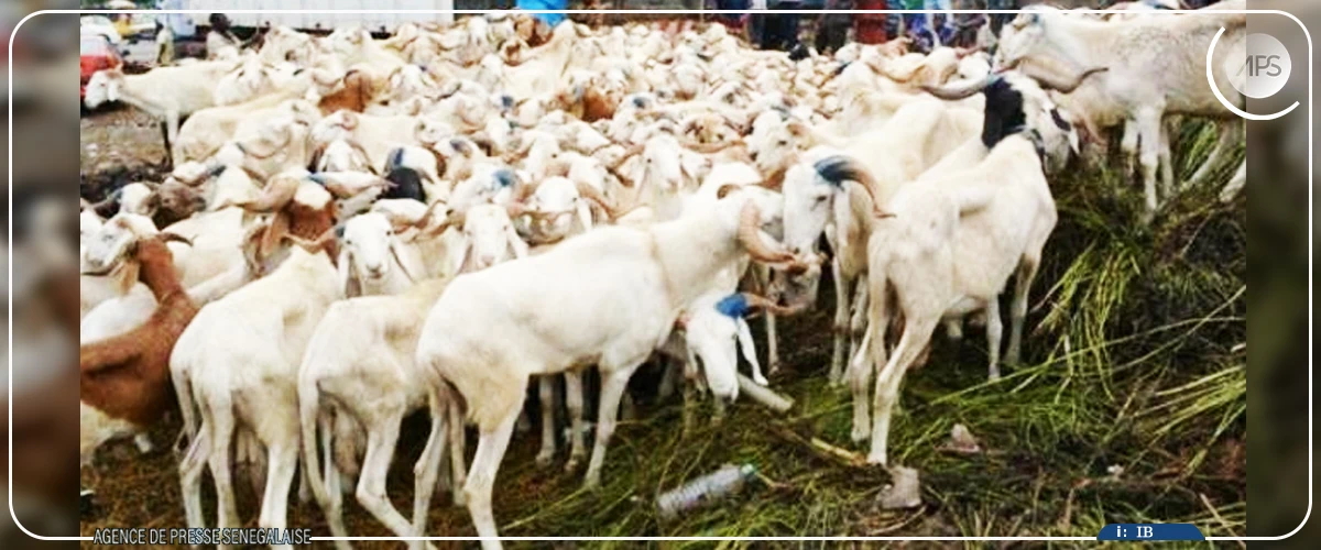 Tabaski : 13.000 têtes de moutons attendues dans la région de Sédhiou (gouverneur)