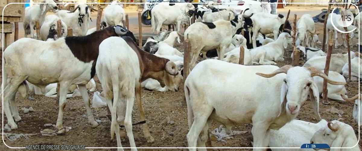 Tabaski : les besoins en moutons estimés à 45 000 têtes dans la région de Matam (Directeur)