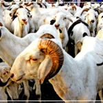 Tabaski 2026 : des mesures prises pour un bon approvisionnement en moutons à Podor, selon le préfet