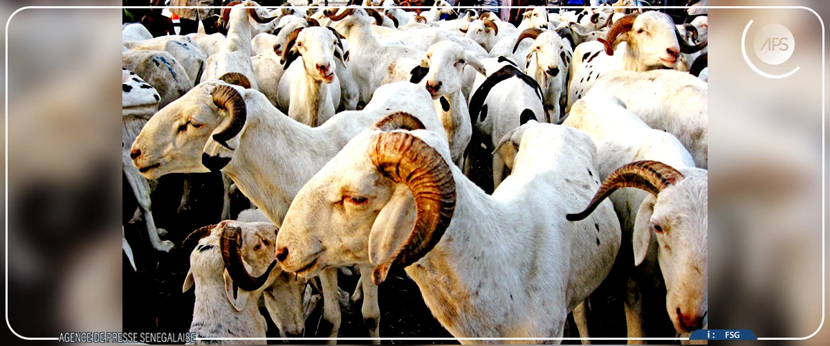 Tabaski 2026 : des mesures prises pour un bon approvisionnement en moutons à Podor, selon le préfet