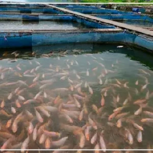 Darou Khoudoss : la ferme Andal 1, vitrine d'un modèle intégré d'aquaculture durable