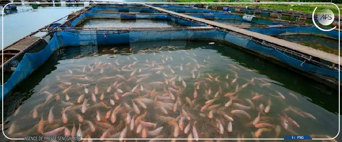 Darou Khoudoss : la ferme Andal 1, vitrine d’un modèle intégré d’aquaculture durable
