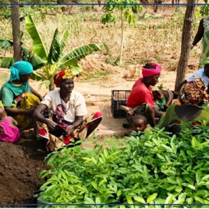 Le combat des femmes pour sauver la réserve et la cascade de Dindéfélo