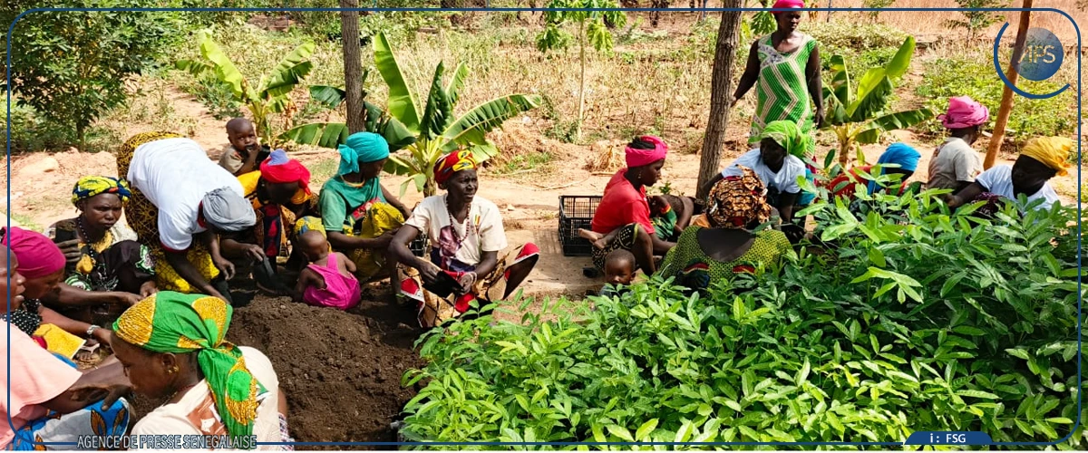 Le combat des femmes pour sauver la réserve et la cascade de Dindéfélo