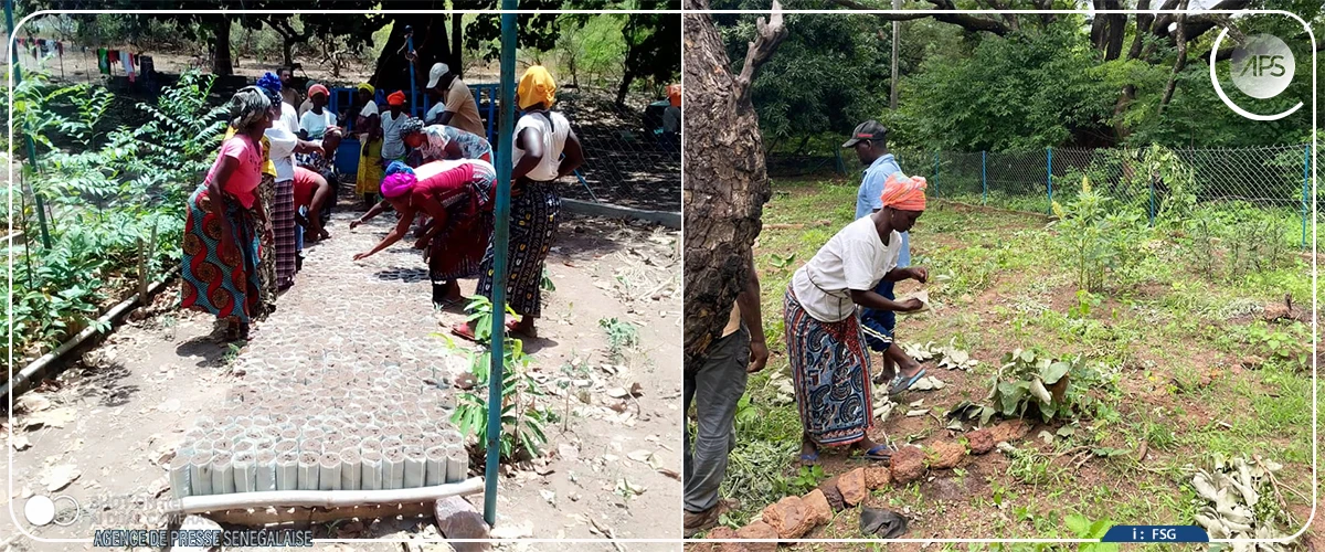 Le combat des femmes pour sauver la réserve et la cascade de Dindéfélo