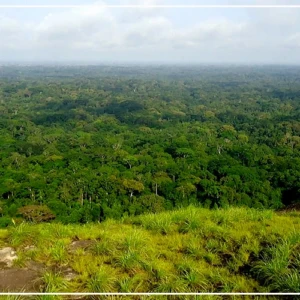 Plaidoyer pour le déclassement de la forêt de Richard-Toll