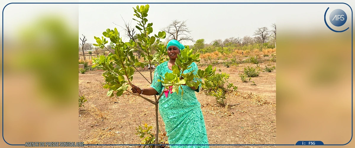 Goudiry : les femmes à la pointe des initiatives de régénération des forêts