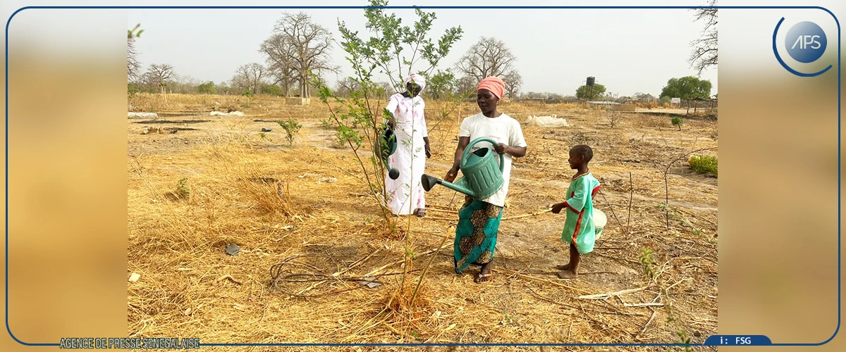 Goudiry : les femmes à la pointe des initiatives de régénération des forêts